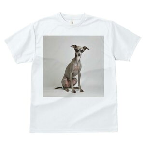 C^AO[nEh TVc Y LbY t@  t  vg JWA 킢 lԗp h ̃fUC ʔ Kl C^AO[nEh