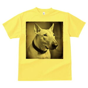 ueA TVc fB[X t@  t  vg JWA 킢 lԗp h ̃fUC ʔ  ueA