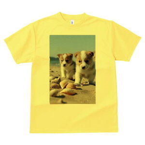 R[M[ TVc fB[X t@  t  vg JWA 킢 lԗp h ̃fUC ʔ r[` R[M[ C l Lk