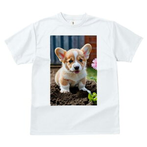 R[M[ TVc fB[X t@  t  vg JWA 킢 lԗp h ̃fUC ʔ  R[M[ y