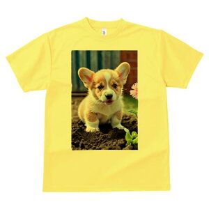 R[M[ TVc fB[X t@  t  vg JWA 킢 lԗp h ̃fUC ʔ  R[M[ y