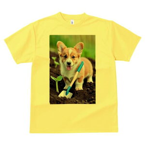 R[M[ TVc fB[X t@  t  vg JWA 킢 lԗp h ̃fUC ʔ | R[M[ Vx 