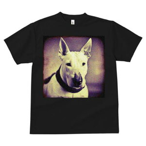 ueA TVc fB[X t@  t  vg JWA 킢 lԗp h ̃fUC ʔ  ueA