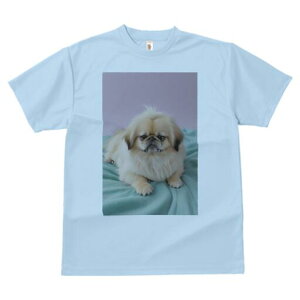 yLj[Y TVc fB[X t@  t  vg JWA 킢 lԗp h ̃fUC ʔ yLj[Y