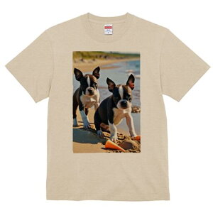 {XgeA TVc fB[X t@  t  vg JWA 킢 lԗp h ̃fUC ʔ r[` {XgeA C  