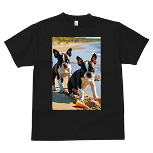 {XgeA TVc fB[X t@  t  vg JWA 킢 lԗp h ̃fUC ʔ r[` {XgeA C  