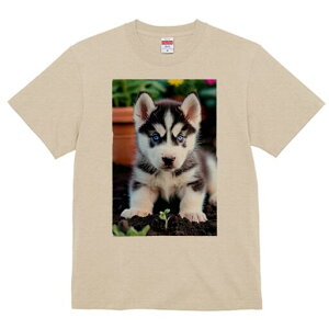 �V�x���A���n�X�L�[ T�V���c ���f�B�[�X ���t�@�� ���� �t�� ���� �v�����g �J�W���A�� ���킢�� �l�ԗp ���h ���������̃f�U�C�� �ʔ� �� �V�x���A���n�X�L�[ �A�ؔ� �y