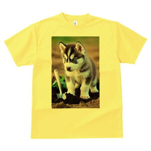 VxAnXL[ TVc fB[X t@  t  vg JWA 킢 lԗp h ̃fUC ʔ Vx VxAnXL[  y