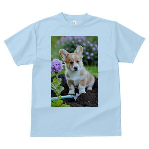 R[M[ TVc fB[X t@  t  vg JWA 킢 lԗp h ̃fUC ʔ  R[M[  Vx y