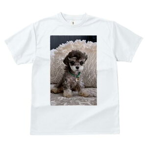 }`[Y,[NV[eA TVc fB[X t@  t  vg JWA 킢 lԗp h ̃fUC ʔ NbV }`[Y,[NV[e