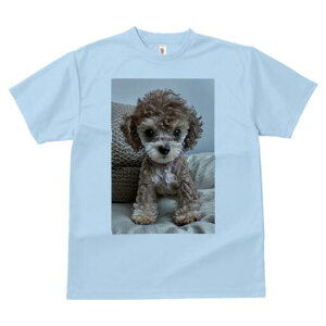 トイプードル Tシャツ メンズ キッズ 犬ファン 半袖 春夏 犬柄 プリント カジュアル かわいい 人間用 個性派 ここだけのデザイン 面白 ぬいぐるみ トイプードル キュート 愛らしい