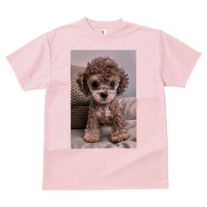 トイプードル Tシャツ レディース 犬ファン 半袖 春夏 犬柄 プリント カジュアル かわいい 人間用 個性派 ここだけのデザイン 面白 ぬいぐるみ トイプードル かわいい キュート 愛らしい