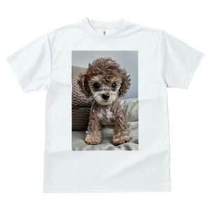 gCv[h TVc fB[X t@  t  vg JWA 킢 lԗp h ̃fUC ʔ ʂ gCv[h 킢 L[g 炵