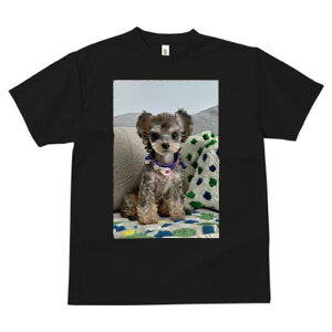 ~j`AViEU[ TVc fB[X t@  t  vg JWA 킢 lԗp h ̃fUC ʔ  ~j`AViEU[ NbV