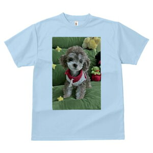 トイプードル Tシャツ メンズ キッズ 犬ファン 半袖 春夏 犬柄 プリント カジュアル かわいい 人間用 個性派 ここだけのデザイン 面白 ぬいぐるみ トイプードル 星