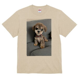 }v[ TVc fB[X t@  t  vg JWA 킢 lԗp h ̃fUC ʔ \t@ }v[