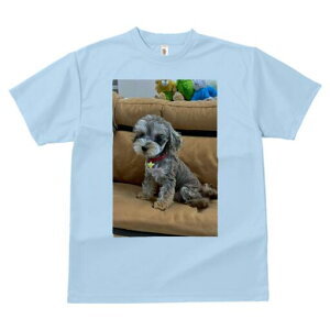 ~j`AViEU[,gCv[h TVc Y LbY t@  t  vg JWA 킢 lԗp h ̃fUC ʔ ʂ ~j`AVi