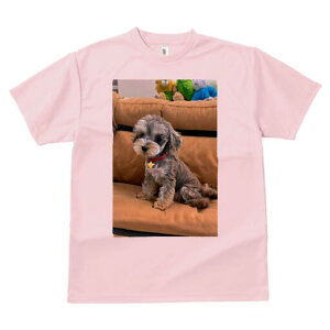 ~j`AViEU[,gCv[h TVc fB[X t@  t  vg JWA 킢 lԗp h ̃fUC ʔ ʂ ~j`AViE