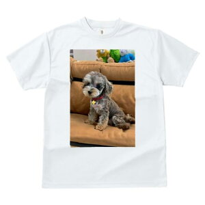 ~j`AViEU[,gCv[h TVc fB[X t@  t  vg JWA 킢 lԗp h ̃fUC ʔ ʂ ~j`AViE