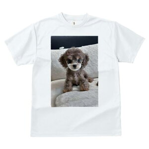 gCv[h TVc fB[X t@  t  vg JWA 킢 lԗp h ̃fUC ʔ ʂ gCv[h NbV