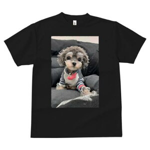 }v[ TVc fB[X t@  t  vg JWA 킢 lԗp h ̃fUC ʔ TVc }v[ 