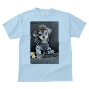 gCv[h TVc Y LbY t@  t  vg JWA 킢 lԗp h ̃fUC ʔ ʂ gCv[h 