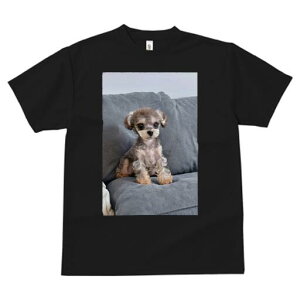 gCv[h,}`[Y TVc fB[X t@  t  vg JWA 킢 lԗp h ̃fUC ʔ NbV gCv[h,}`[Y