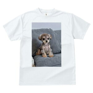 gCv[h,}`[Y TVc fB[X t@  t  vg JWA 킢 lԗp h ̃fUC ʔ NbV gCv[h,}`[Y