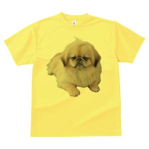 yLj[Y TVc fB[X t@  t  vg JWA 킢 lԗp h ̃fUC ʔ yLj[Y