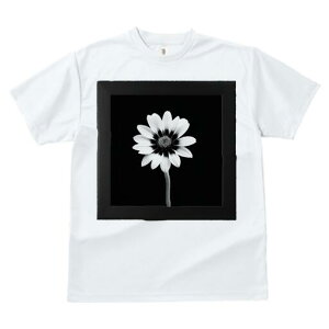 TVc Y LbY t@  t  vg JWA 킢 lԗp h ̃fUC ʔ  mN t[