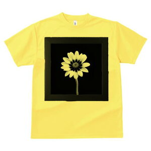 TVc fB[X t@  t  vg JWA 킢 lԗp h ̃fUC ʔ  mN t[