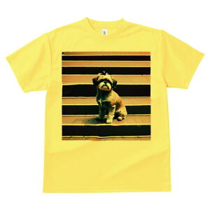 シーズー Tシャツ レディース 犬ファン 半袖 春夏 犬柄 プリント カジュアル かわいい 人間用 個性派 ここだけのデザイン 面白 階段 シーズー