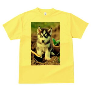 VxAnXL[ TVc fB[X t@  t  vg JWA 킢 lԗp h ̃fUC ʔ y VxAnXL[  | Aؔ