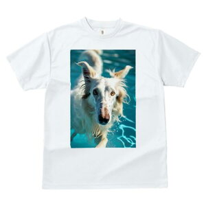 {]C TVc fB[X t@  t  vg JWA 킢 lԗp h ̃fUC ʔ  {]C v[