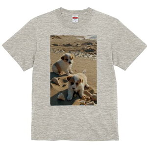 WbNbZeA TVc fB[X t@  t  vg JWA 킢 lԗp h ̃fUC ʔ l WbNbZeA Lk C