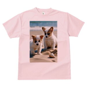 R[M[ TVc fB[X t@  t  vg JWA 킢 lԗp h ̃fUC ʔ r[` R[M[ C  Lk