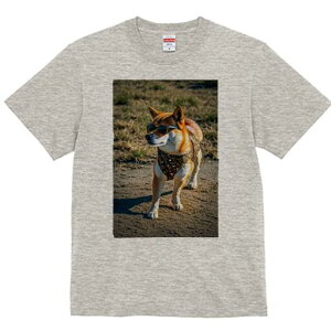 Č TVc fB[X t@  t  vg JWA 킢 lԗp h ̃fUC ʔ TOX Č 