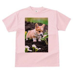 R[M[ TVc fB[X t@  t  vg JWA 킢 lԗp h ̃fUC ʔ  R[M[  y