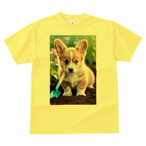 R[M[ TVc fB[X t@  t  vg JWA 킢 lԗp h ̃fUC ʔ  R[M[ Vx 