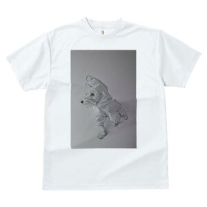 EGXgnChzCgeA TVc Y LbY t@  t  vg JWA 킢 lԗp h ̃fUC ʔ CR[g EGXgnC