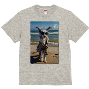 AtKnEh TVc fB[X t@  t  vg JWA 킢 lԗp h ̃fUC ʔ TOX AtKnEh r[` C Vc