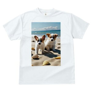 R[M[ TVc fB[X t@  t  vg JWA 킢 lԗp h ̃fUC ʔ r[` R[M[ C  Lk