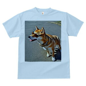 Č TVc fB[X t@  t  vg JWA 킢 lԗp h ̃fUC ʔ TOX Č 