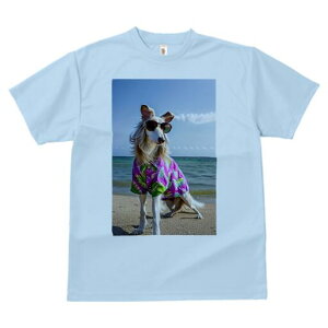 {]C TVc fB[X t@  t  vg JWA 킢 lԗp h ̃fUC ʔ AnVc {]C r[` C TOX