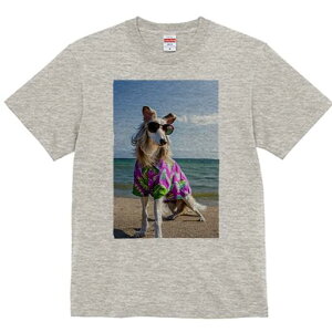 {]C TVc fB[X t@  t  vg JWA 킢 lԗp h ̃fUC ʔ AnVc {]C r[` C TOX