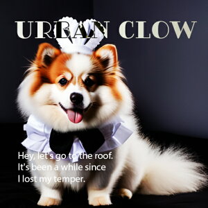 Xq |jA lN^C NbVJo[ 45×45cm Aj}   NbV{̕t `