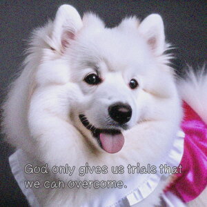 �A�����J���G�X�L���[�h�b�O �N�b�V�����J�o�[ 45×45cm �A�j�}���� ������� ���� �N�b�V�����{�̕t�� �����`