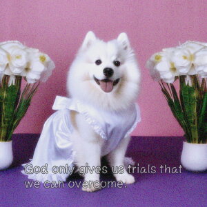  TGh  NbVJo[ 45×45cm Aj}   NbV{̕t `