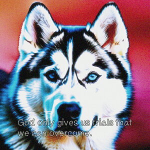 �V�x���A���n�X�L�[ �N�b�V�����J�o�[ 45×45cm �A�j�}���� ������� ���� �N�b�V�����{�̕t�� �����`