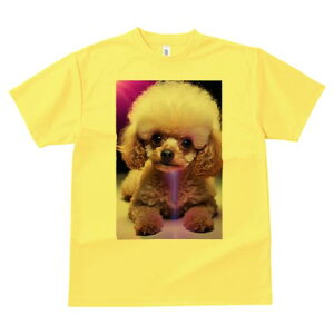 gCv[h TVc  j[NfUCY LbY t@  t vg JWA 킢 lԗp Mtg I ʂ gCv[h L[g ӂӂ